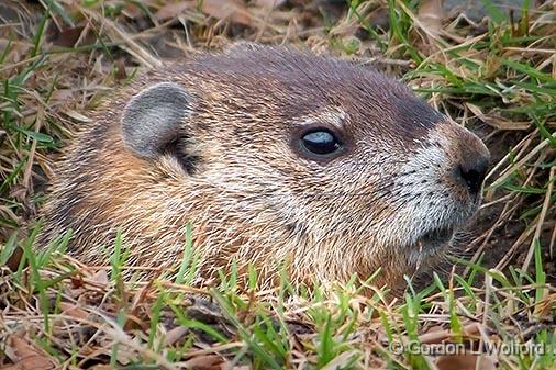Groundhog Closeup_DSCF00873.jpg - Groundhog (Marmota monax) photographed at Ottawa, Ontario, Canada.